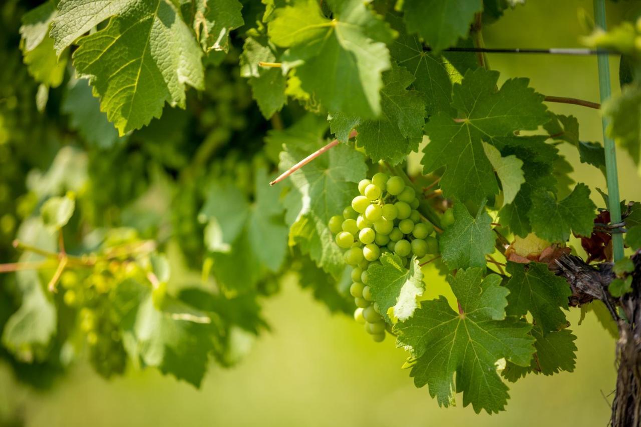 Weingut-Gaestehaus Birnstingl ガムリッツ エクステリア 写真
